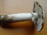 Amanita gilbertii image