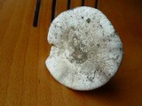 Amanita gilbertii image
