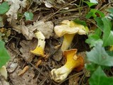 Cantharellus subpruinosus image