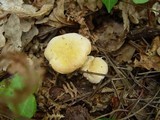 Cantharellus subpruinosus image