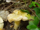 Cantharellus subpruinosus image