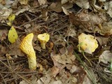 Cantharellus subpruinosus image