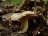 Cantharellus subpruinosus image