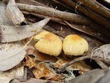 Descolea maculata image