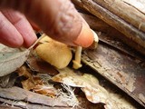 Descolea maculata image