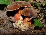 Boletus erythropus image