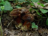 Boletus erythropus image