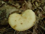 Polyporus craterellus image
