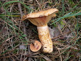 Lactarius semisanguifluus image