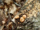 Lycogala epidendrum image