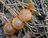 Crassisporium funariophilum image