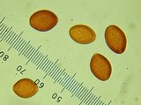 Crassisporium funariophilum image
