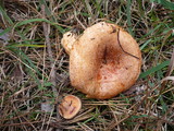 Lactarius semisanguifluus image