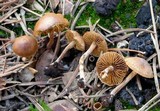 Crassisporium funariophilum image