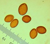 Crassisporium funariophilum image