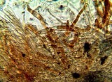 Tricholomopsis formosa image