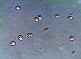 Tricholomopsis formosa image