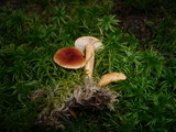 Lactarius sphagneti image