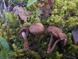 Inocybe stellatospora image