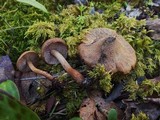 Inocybe stellatospora image