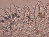 Inocybe stellatospora image