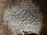 Lecanora carpinea image