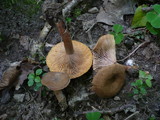 Lactarius subumbonatus image