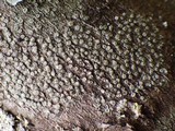 Lecanora carpinea image