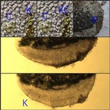 Lecanora carpinea image