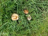 Marasmius oreades image