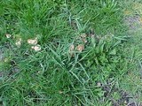 Marasmius oreades image