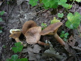 Lactarius subumbonatus image