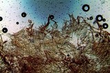 Tricholomopsis formosa image