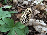 Morchella esculentoides image