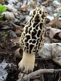 Morchella esculentoides image