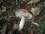 Lactarius violascens image