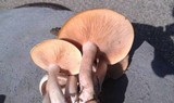 Clitocybe subconnexa image