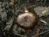 Lactarius violascens image