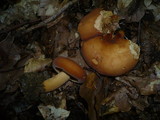 Lactarius volemus image
