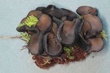 Plectania melaena image