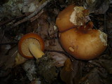 Lactarius volemus image