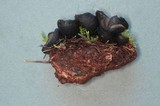 Plectania melaena image