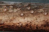 Propolis farinosa image