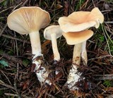Clitocybe flaccida image