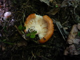 Lactarius zonarioides image