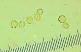 Clitocybe flaccida image