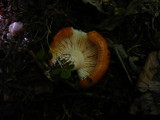 Lactarius zonarioides image
