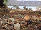 Tulostoma fimbriatum var. campestre image