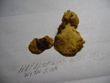 Hapalopilus rutilans image