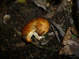 Lactarius zonarioides image